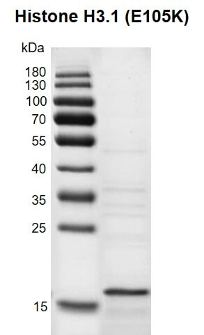 Recombinant Histone H3.1 (E105K) gel