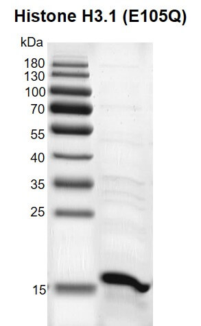 Recombinant Histone H3.1 (E105Q) gel