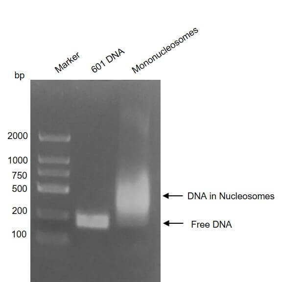 Recombinant Mononucleosomes (H1.2) DNA gel