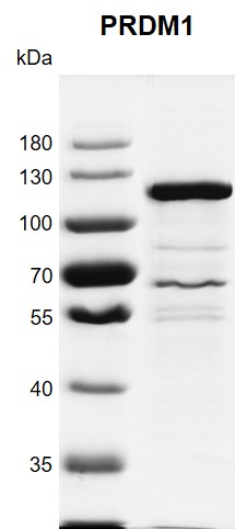 Recombinant PRDM1 protein gel