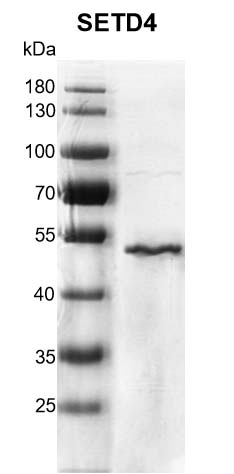 Recombinant SETD4 protein