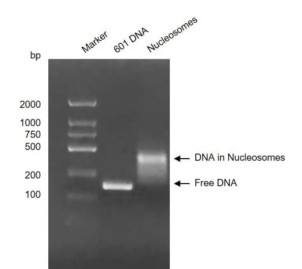 Recombinant Mononucleosomes H3.3 (R8C),biotin, DNA gel