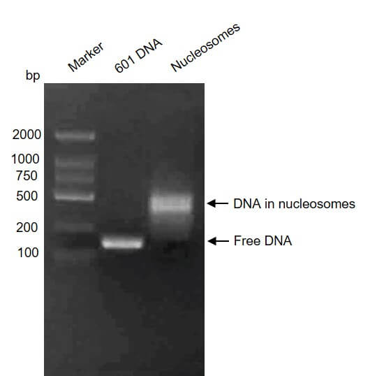 Recombinant Mononucleosomes H3.3 (K18M) - biotin DNA gel