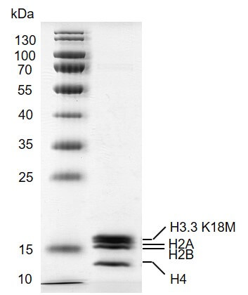 Recombinant Mononucleosomes H3.3 (K18M) - biotin protein gel