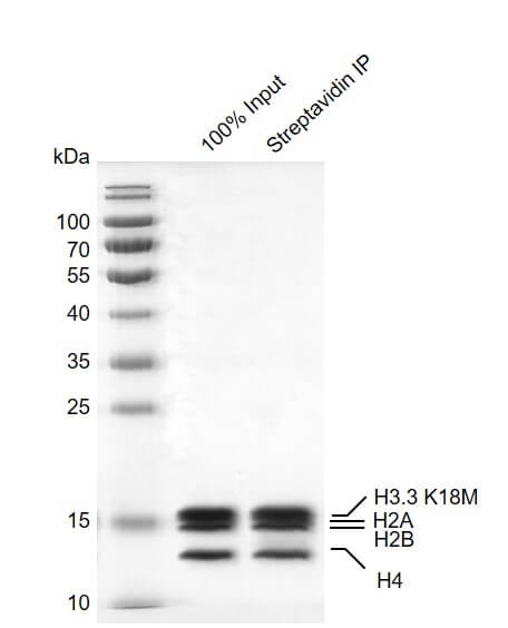 Streptavidin pull down assay for Recombinant Mononucleosomes H3.3 (K18M) - biotin