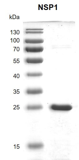 Recombinant SARS-CoV-2 NSP1 protein gel