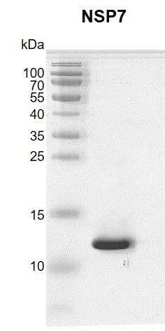 Recombinant SARS-CoV-2 NSP7 protein gel