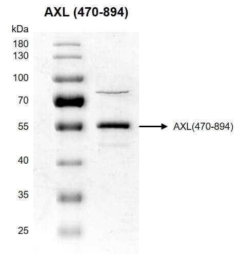 Recombinant AXL (470-894) protein gel
