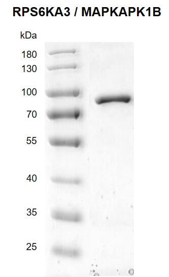 >Recombinant RPS6KA3 / MAPKAPK1B protein