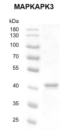 Recombinant MAPKAPK3 protein