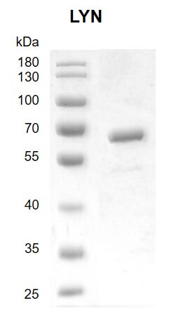 Recombinant LYN protein