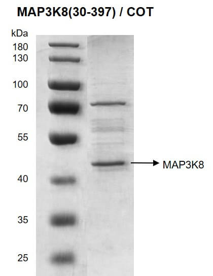 >Recombinant MAP3K8 / COT (30-397) protein