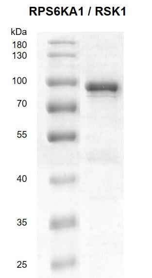 Recombinant RPS6KA1 / RSK1 protein gel