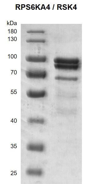 Recombinant RPS6KA4 / RSK4 protein