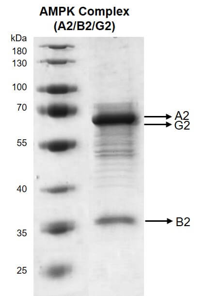 Recombinant AMPK Complex (A2+B2+G2) protein