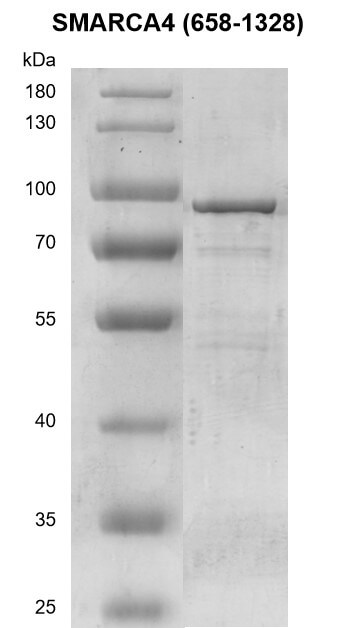 Recombinant SMARCA4 (658-1328) protein