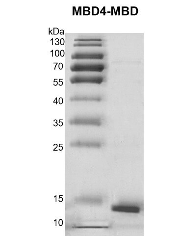 MBD4-MBD Coomassie gel