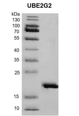 Recombinant UBE2A protein