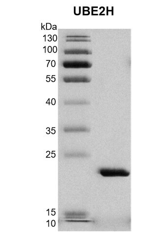 Recombinant UBE2A protein