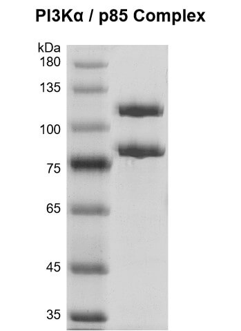 Recombinant PI3Kα / p85 protein Coomassie gel