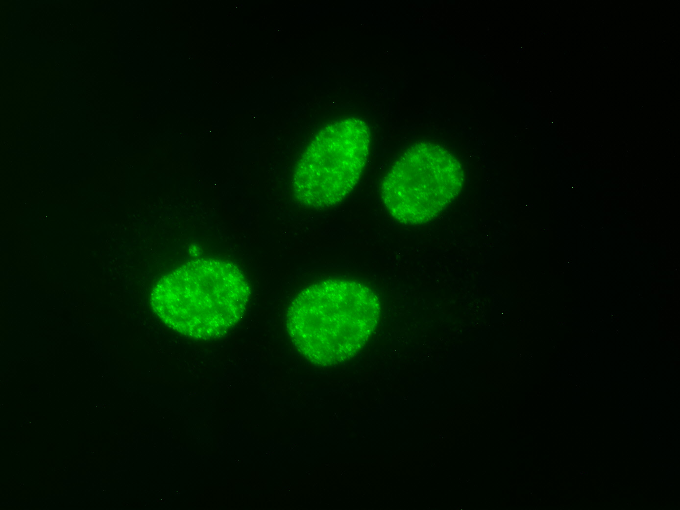 AbFlex<sup>&reg;</sup> Histone H3K9ac antibody (rAb) tested by immunofluorescence.