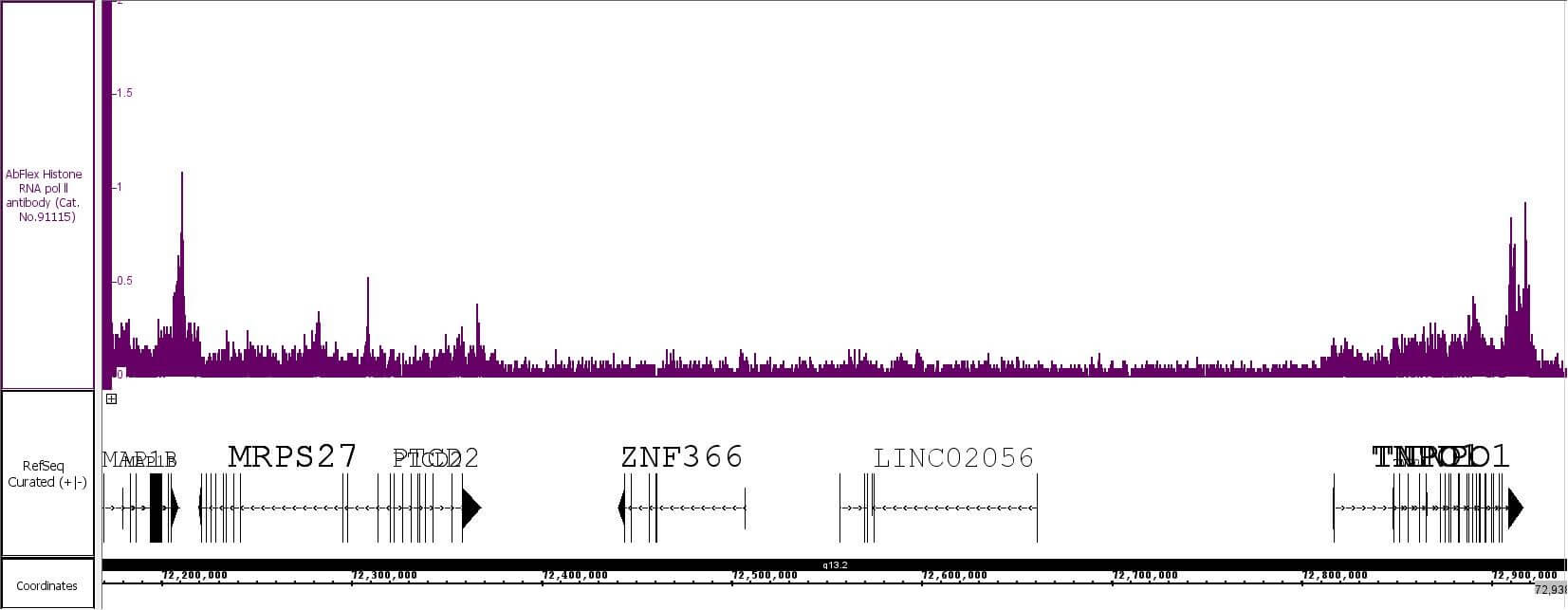 AbFlex<sup>®</sup> RNA pol II CTD phospho Ser2 antibody (rAb) tested by TIPChIP-Seq.