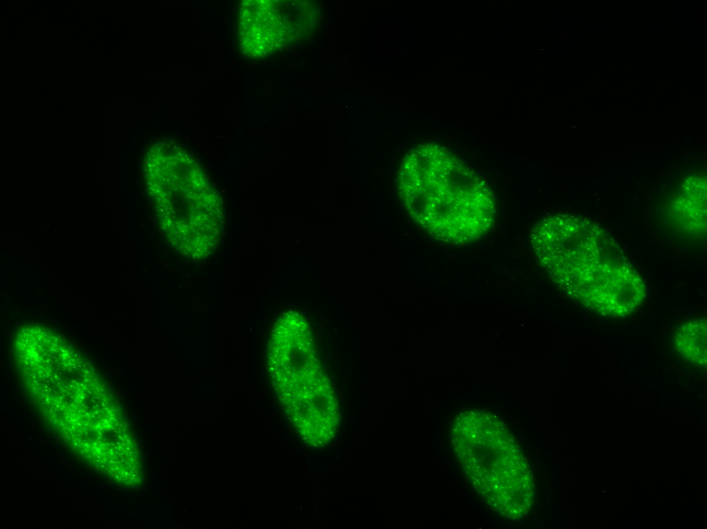 AbFlex<sup>&reg;</sup> RNA pol II CTD phospho Ser5 antibody (rAb) tested by immunofluorescence.