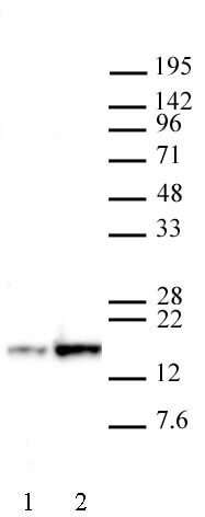 AbFlex<sup>®</sup> Histone H3K27ac antibody (rAb) tested by Western blot.