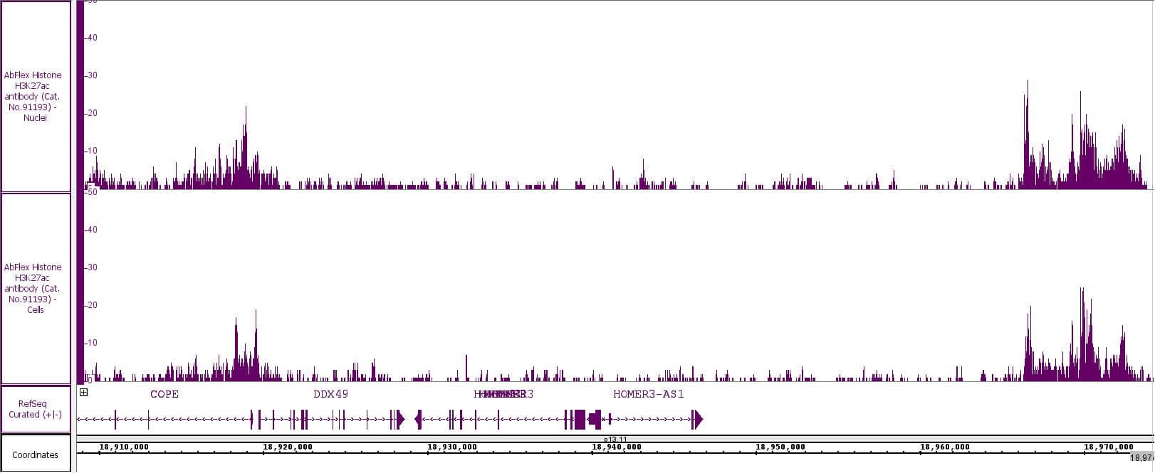 AbFlex® Histone H3K27ac  recombinant antibody (rAb) tested by CUT&RUN