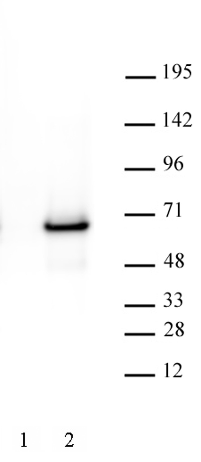 AbFlex<sup>&reg;</sup> c-Myc antibody (rAb) tested by Western blot.