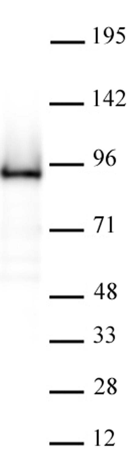 AbFlex<sup>®</sup> Rad21 antibody (rAb) tested by Western blot.