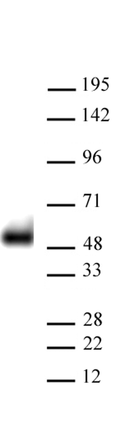 AbFlex<sup>&reg;</sup> p53 antibody (rAb) tested by Western blot.