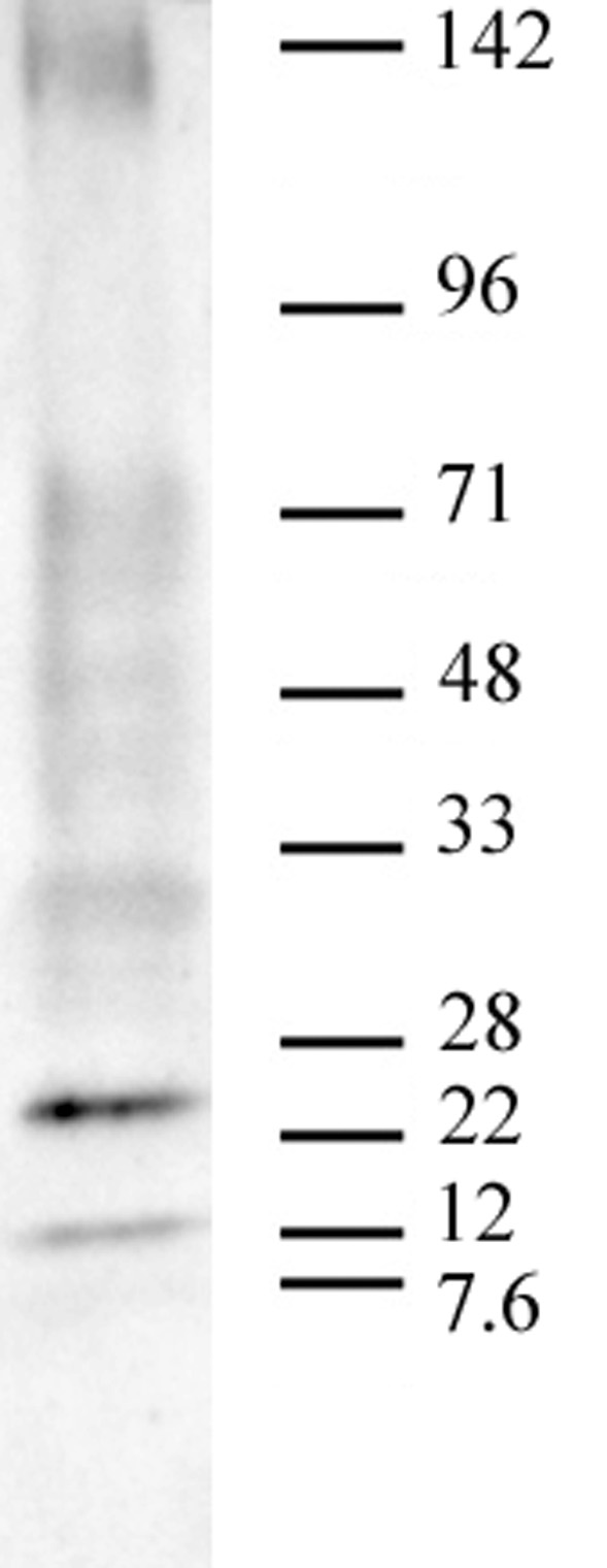 AbFlex<sup>&reg;</sup> Ubiquitin antibody (rAb) tested by Western blot.