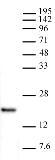 AbFlex<sup>&reg;</sup> Histone H3K4me1 antibody (rAb) tested by Western blot.