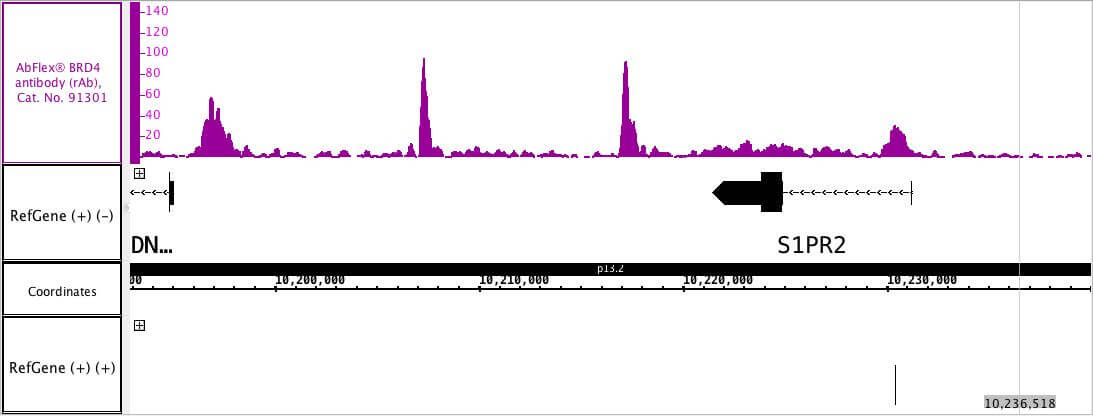 AbFlex<sup>®</sup> BRD4 antibody (rAb) tested by ChIP-Seq.