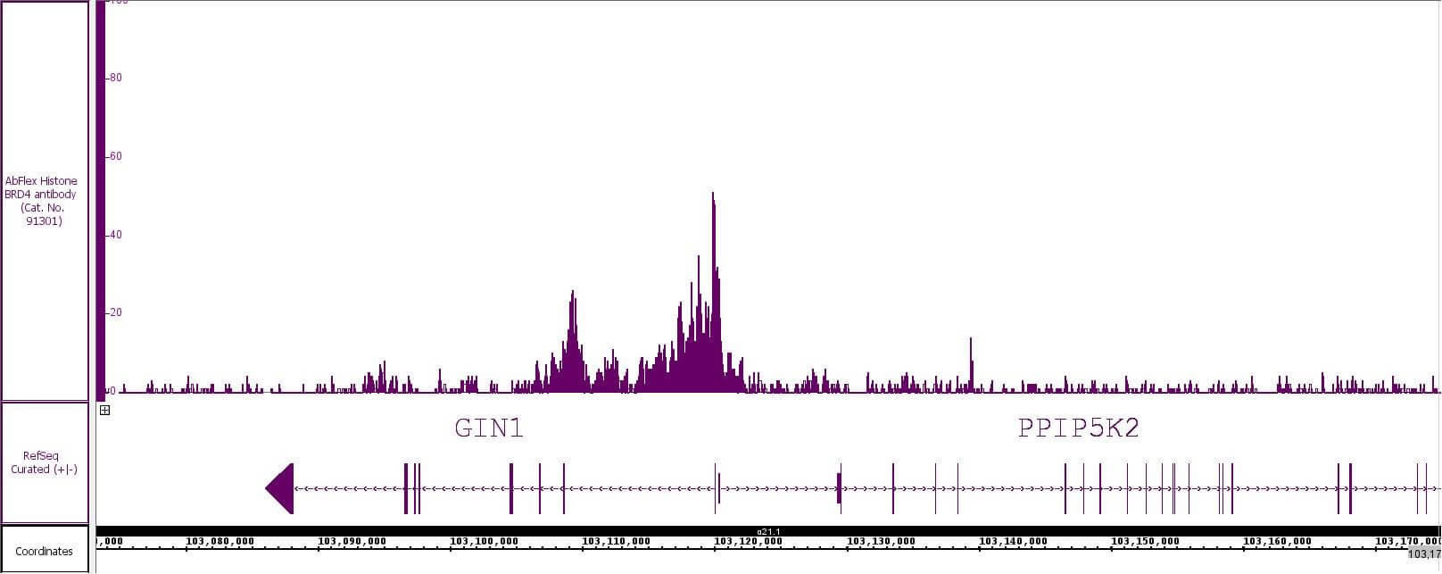 AbFlex® BRD4 recombinant antibody (rAb) tested by CUT&RUN