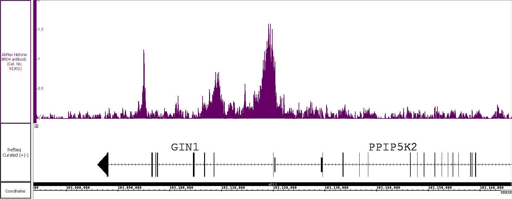 AbFlex<sup>®</sup>AbFlex® BRD4 recombinant antibody (rAb) tested by TIP-ChIP.