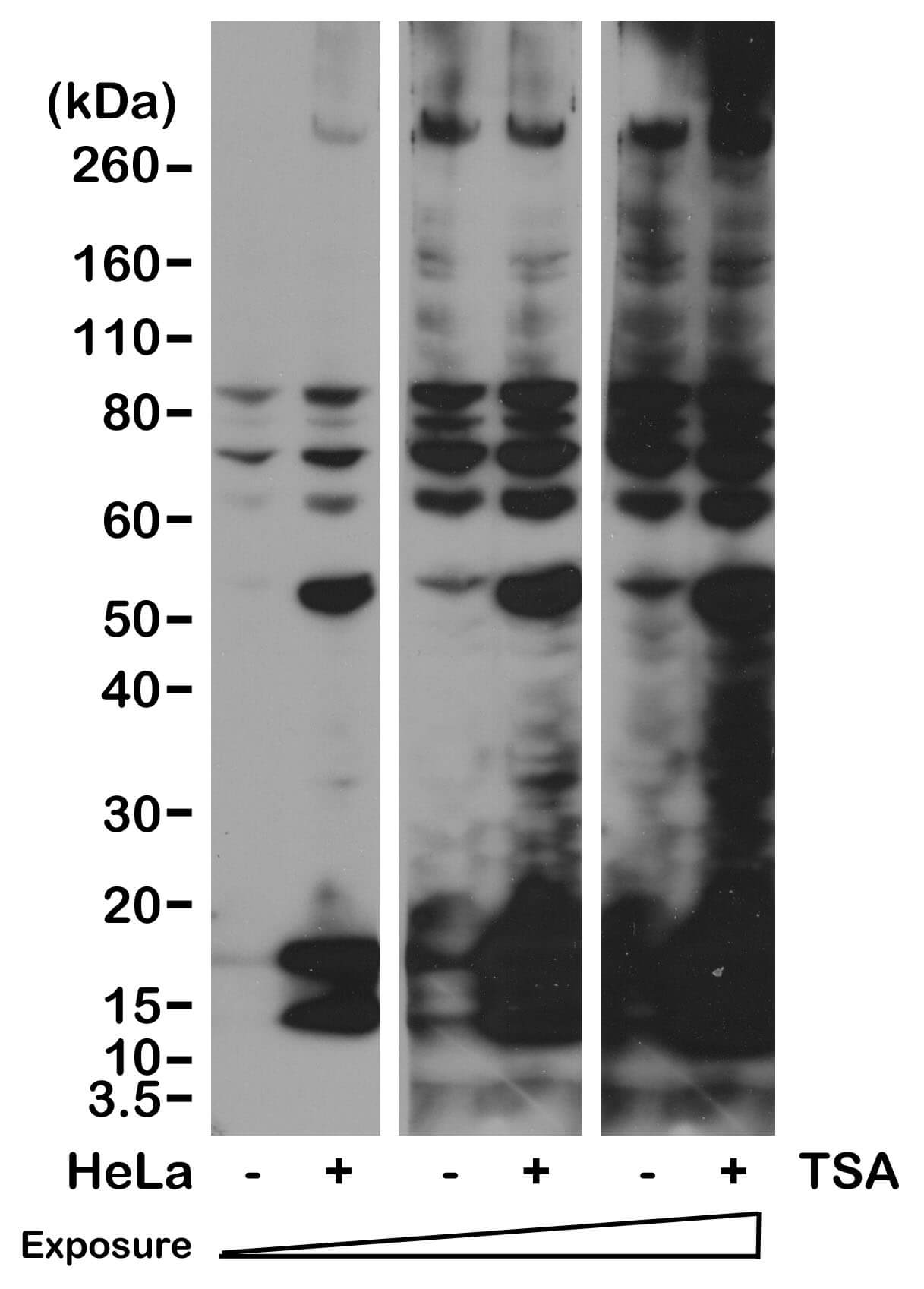 Acetyl-Lysine antibody (rAb) tested by Western blot.