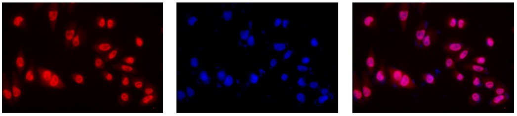 AbFlex<sup>®</sup> AHR antibody (rAb) tested by immunofluorescence.