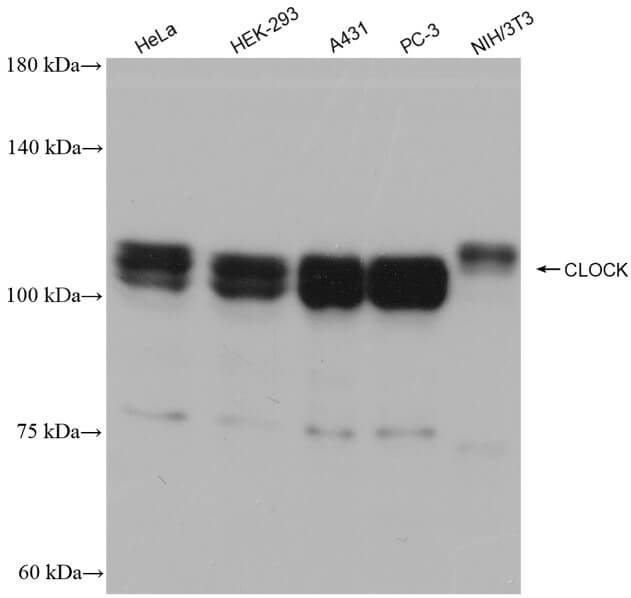 CLOCK antibody (rAb), 100 µl tested by Western blot.