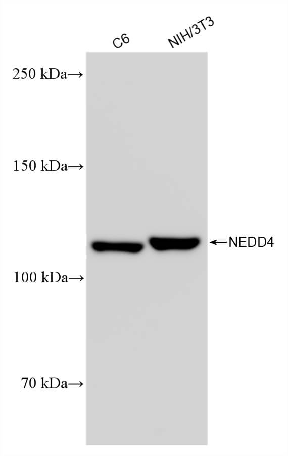 NEDD4 antibody (rAb), 100 µg tested by Western blot.