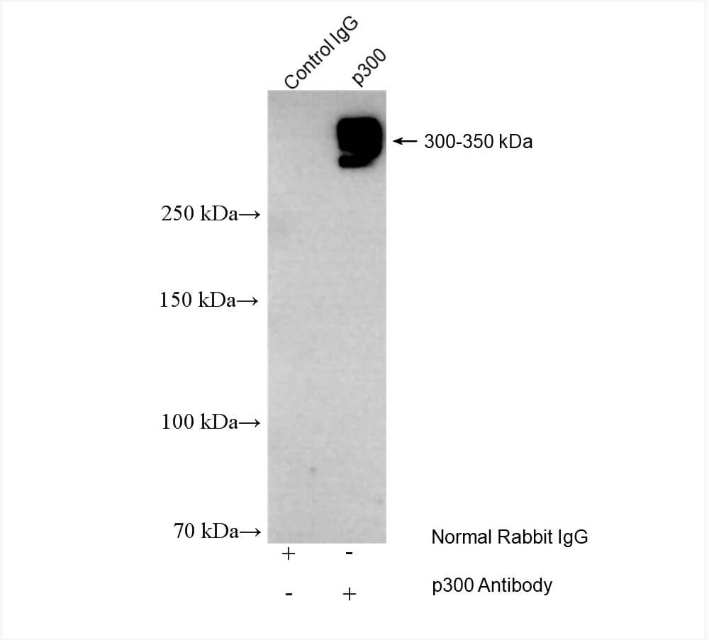 p300 antibody (rAb), 100 µg tested by immunoprecipitation.