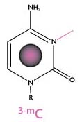 Structure of 3-Methylcytosine (3-mC)