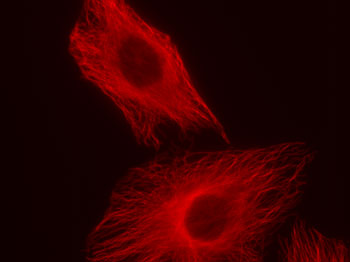 HeLa cells stained by alpha-Tubulin pAb and Chromeo 494 Fluorescent Secondary Antibody