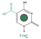 Structure of 5-Carboxylcytosine (5-caC)