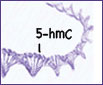 5-hmC modification