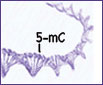5-mC modification