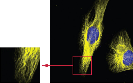 Enlarged image of alpha Tubulin mAb and Chromeo 546 Fluorescent Secondary Antibody immunofluorescent staining
