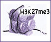 H3K27me3 modification