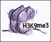 H3K9me3 modification